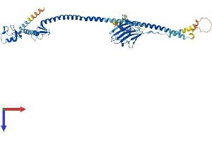 TRIM39 Protein (AA 1-518) (His tag)