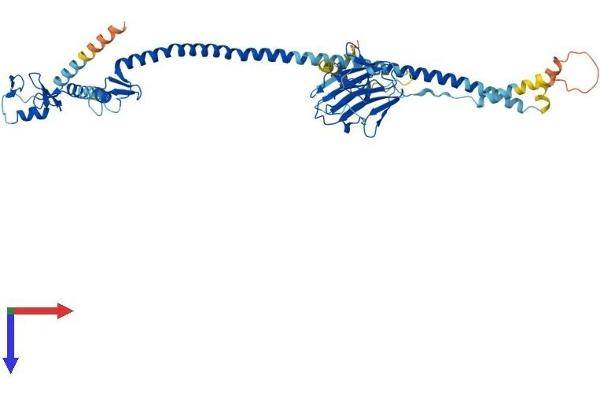 TRIM39 Protein (AA 1-518) (His tag)