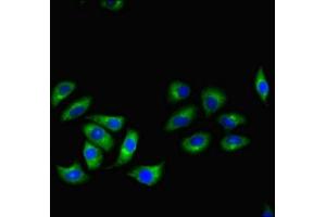 Immunofluorescent analysis of A549 cells using ABIN7167601 at dilution of 1:100 and Alexa Fluor 488-congugated AffiniPure Goat Anti-Rabbit IgG(H+L) (RGS2 Antikörper  (AA 1-211))