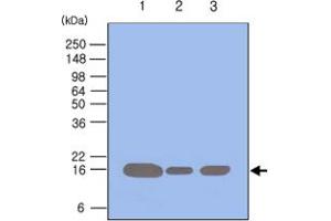 Western blot analysis of 293T , HeLa and Jurkat cell lysates (each 50 ug) were resolved by SDS - PAGE , transferred to PVDF membrane and probed with PIN1 monoclonal antibody , clone 3G8 (1 : 500) . (PIN1 Antikörper  (AA 1-163))