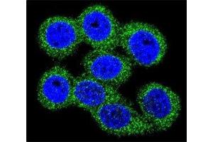 Immunofluorescence (IF) image for anti-ATP-Binding Cassette, Sub-Family G (WHITE), Member 1 (ABCG1) (AA 168-195) antibody (ABIN3030058)