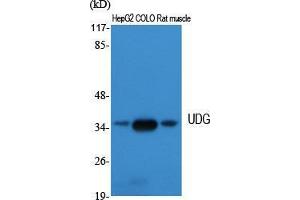 Western Blot (WB) analysis of specific cells using UDG Polyclonal Antibody. (UDG (Internal Region) Antikörper)