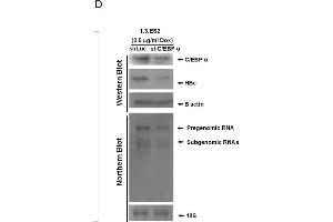 The elevation of C/EBPα by doxorubicin and its impact on activation of HBV replication. (CEBPA Antikörper  (N-Term))