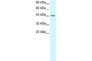 WB Suggested Anti-TFAP4 Antibody Titration:  1. (TFAP4 Antikörper  (C-Term))