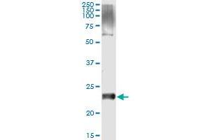 Immunoprecipitation (IP) image for anti-V-Set and Transmembrane Domain Containing 2 Like (VSTM2L) (AA 25-205) antibody (ABIN961211) (VSTM2L Antikörper  (AA 25-205))
