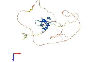 FOXF1 Protein (AA 1-378) (His tag)