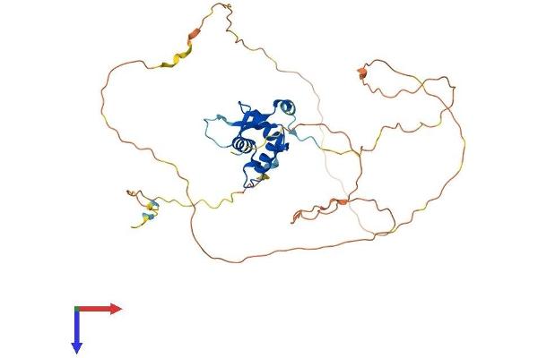 FOXF1 Protein (AA 1-378) (His tag)