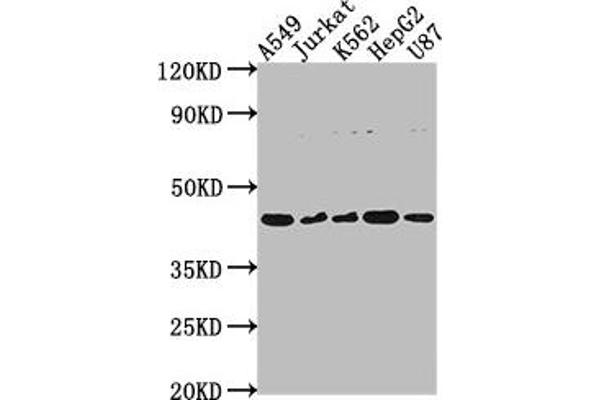 DNASE2B Antikörper  (AA 68-281)