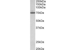 ABIN870645 (1µg/ml) staining of HeLa lysate (35µg protein in RIPA buffer).