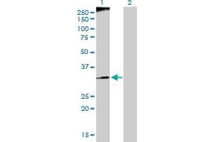 Western Blot analysis of RFC3 expression in transfected 293T cell line by RFC3 MaxPab polyclonal antibody. (RFC3 Antikörper  (AA 1-356))