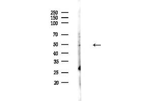 Western blot analysis of lysates from PC12 cells, using HBAP1 Antibody at 1/1000 dilution.