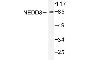 Image no. 1 for anti-Neural Precursor Cell Expressed, Developmentally Down-Regulated 8 (NEDD8) antibody (ABIN271949)