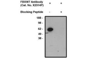 Image no. 1 for anti-F-Box and WD Repeat Domain Containing 7 (FBXW7) antibody (ABIN793694) (FBXW7 Antikörper)