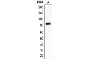 Western blot analysis of CLCN4 expression in MDAMB453 (A) whole cell lysates.