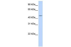 Carboxypeptidase E antibody used at 1 ug/ml to detect target protein. (CPE Antikörper  (N-Term))