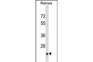 Western blot analysis in Ramos cell line lysates (35ug/lane). (BRI3BP Antikörper  (AA 157-183))