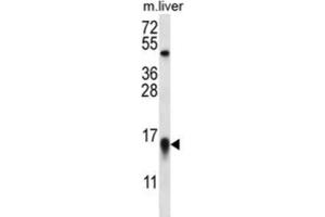 Western Blotting (WB) image for anti-C-Myc Binding Protein (MYCBP) antibody (ABIN2996726) (MYCBP Antikörper)