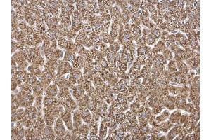 IHC-P Image HADH antibody detects HADH protein at mitochondria on mouse pancreas by immunohistochemical analysis. (HADH Antikörper)