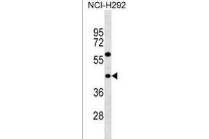 TAS2R3 Antibody (C-term) (ABIN1537060 and ABIN2838128) western blot analysis in NCI- cell line lysates (35 μg/lane). (TAS2R3 Antikörper  (C-Term))