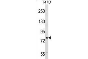 Western Blotting (WB) image for anti-SEL1L adaptor subunit of ERAD E3 ubiquitin ligase (SEL1L) antibody (ABIN2998841) (SEL1L Antikörper)