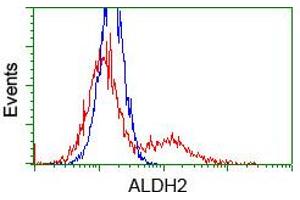 Image no. 1 for anti-Aldehyde Dehydrogenase 2 Family (Mitochondrial) (ALDH2) antibody (ABIN1496589) (ALDH2 Antikörper)