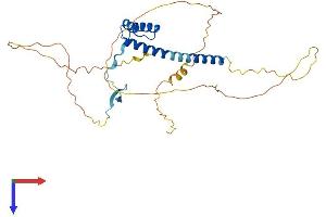 VAX1 Protein (AA 1-334) (His tag)