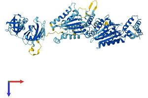 NSF Protein (AA 1-744) (His tag)