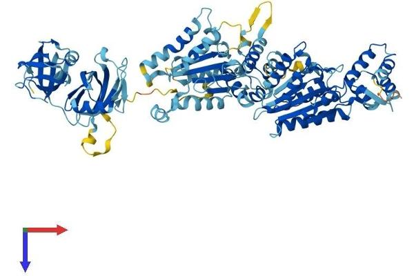NSF Protein (AA 1-744) (His tag)