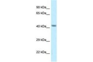 anti-Calcium Channel, Voltage-Dependent, gamma Subunit 8 (CACNG8) (AA 180-229) antibody