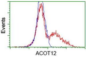 HEK293T cells transfected with either RC210445 overexpress plasmid (Red) or empty vector control plasmid (Blue) were immunostained by anti-ACOT12 antibody (ABIN2454223), and then analyzed by flow cytometry. (ACOT12 Antikörper)