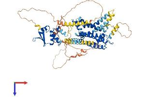 Kv1.4 Protein (AA 1-653) (His tag)