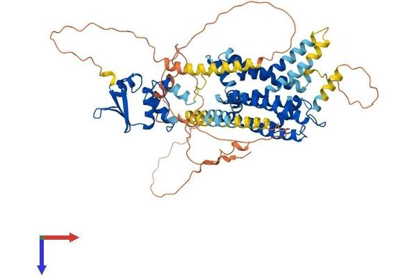 Kv1.4 Protein (AA 1-653) (His tag)