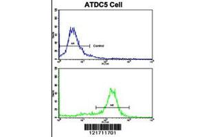 Flow cytometric analysis of ATDC5 cells using MSRB2 Antibody (bottom histogram) compared to a negative control cell (top histogram). (MSRB2 Antikörper  (AA 44-73))