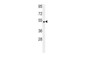 SOX10 Antibody (Center) (ABIN652035 and ABIN2840509) western blot analysis in mouse heart tissue lysates (15 μg/lane). (SOX10 Antikörper  (AA 231-259))