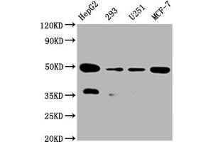 Western Blot Positive WB detected in:HepG2 whole cell lysate, 293 whole cell lysate, U251 whole cell lysate, MCF-7 whole cell lysate All lanes: UQCRC2 antibody at 1:2000 Secondary Goat polyclonal to rabbit IgG at 1/50000 dilution Predicted band size: 49 kDa Observed band size: 49 kDa (Rekombinanter UQCRC2 Antikörper)