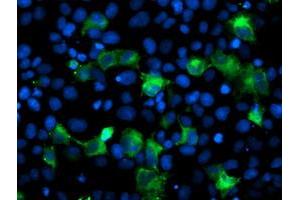 Image no. 3 for anti-Anaphase Promoting Complex Subunit 2 (ANAPC2) antibody (ABIN1496636) (ANAPC2 Antikörper)