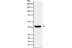 Western blot analysis of Protein Phosphatase 1 beta expression in Jurkat cell lysate.