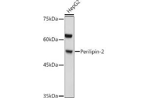 Western blot analysis of extracts of HepG2 cells, using Perilipin-2 antibody (ABIN6127414, ABIN6145773, ABIN6145774 and ABIN6221871) at 1:1000 dilution. (ADRP Antikörper  (AA 168-437))