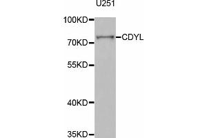 Western blot analysis of extracts of U-251MG cells, using CDYL antibody (ABIN5973689) at 1/1000 dilution. (CDYL Antikörper)
