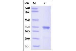 SDS-PAGE (SDS) image for Galectin 3 (LGALS3) (AA 1-250) protein (His tag) (ABIN2181143)