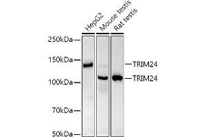 Western blot analysis of extracts of various cell lines, using TRIM24 antibody (ABIN7270982) at 1:1000 dilution.