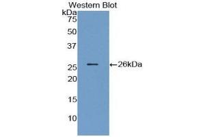 Western Blotting (WB) image for anti-Angiopoietin 1 (ANGPT1) (AA 21-228) antibody (ABIN3209770) (Angiopoietin 1 Antikörper  (AA 21-228))