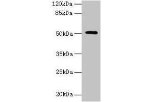Western blot All lanes: NR1H3 antibody at 6 μg/mL + Mouse liver tissue Secondary Goat polyclonal to rabbit IgG at 1/10000 dilution Predicted band size: 51, 44, 46 kDa Observed band size: 51 kDa (NR1H3 Antikörper  (AA 1-402))