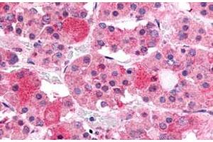 Immunohistochemistry (Formalin/PFA-fixed paraffin-embedded sections) of human anterior pituitary tissue with GHRHR polyclonal antibody . (GHRHR Antikörper  (C-Term))
