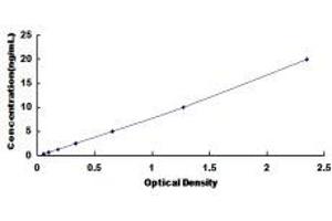 Cereblon (CRBN) ELISA Kit