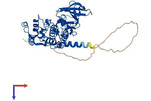 CSNK2A1/CK II alpha Protein (AA 1-391) (His tag)