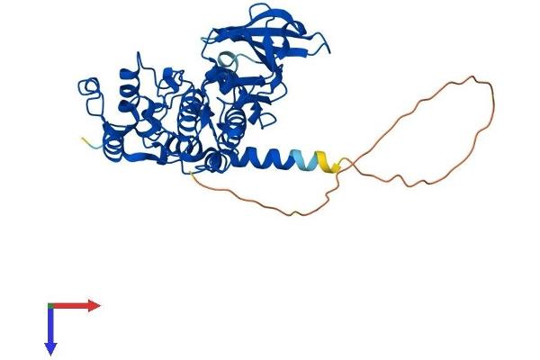 CSNK2A1/CK II alpha Protein (AA 1-391) (His tag)