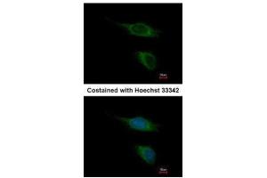 ICC/IF Image Immunofluorescence analysis of methanol-fixed HeLa, using TAAR5, antibody at 1:500 dilution. (TAAR5 Antikörper  (C-Term))