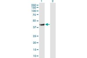 Western Blot analysis of PABPC5 expression in transfected 293T cell line by PABPC5 MaxPab polyclonal antibody.