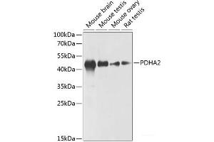 Western blot analysis of extracts of various cell lines using PDHA2 Polyclonal Antibody at dilution of 1:1000. (PDHA2 Antikörper)